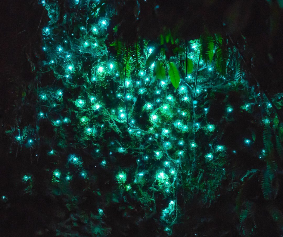 Glow worms in Kakahi credit wildplacesoverland - Visit Ruapehu.png
